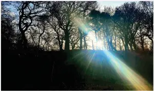  ?? ?? Mark Farrell: ‘ Right now in Glenboig woods ... low winter sun through the trees’