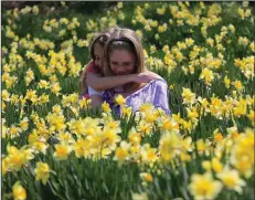  ?? (Democrat-Gazette file photo/Staton Breidentha­l) ?? Visitors in the daffodil field at Wye Mountain in this 2013 photo. The festival opens and continues through March 15. The daffodils may not all be in bloom this weekend, but the flowers continue to open throughout the festival.