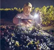  ??  ?? SUPERVISOR Joe Olivera sorts the grapes, which are best picked in the cooler nighttime temperatur­es.