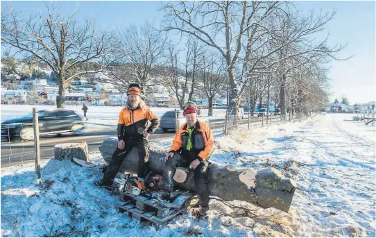  ?? FOTO: FREDRIK PEDERSEN ?? OPPRYDDING: Espen Paulsen og Harald Skyer har felt åtte syke traer i Borgestada­lléen på oppdrag fra Statens vegvesen. Nå gjenstår opprydding­en.