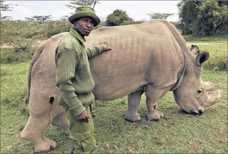  ?? Joe Mwihia Associated Press ?? WILDLIFE RANGER Zachariah Mutai cares for Sudan, the world’s last male northern white rhino, on a Kenyan preserve last year.