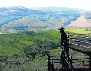  ?? Picture: Sandile Ndlovu ?? Jimmy Kubjane surveys a prosperous tea estate belonging to the Mamphoku Makgoba community in Makgoba’s Kloof, in Limpopo.