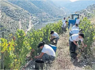  ?? ARMANDO FRANCA THE ASSOCIATED PRESS ?? Workers pick grapes above the Tavora River, where it meets the Douro river in northern Portugal.