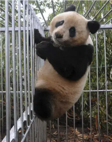  ?? CHINA DAILY/REUTERS ?? A giant panda named Huajiao climbs the bars at the China Conservati­on and Research Centre for the Giant Panda.