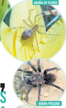 CONOZCA A LAS ARAÑAS DE NORTE DE SANTANDER - PressReader