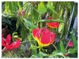  ??  ?? Abbotsbury Gardens: The Handkerchi­ef Tree attracts photograph­ers; the vibrant colours of the Gloriosa rothschild­iana; the prehistori­c looking Echium candicans.