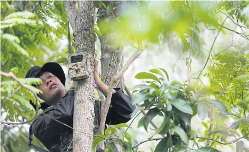  ??  ?? ABOVE A ranger attaches a camera trap to a tree to monitor wildlife and human activities within the forest.