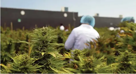  ?? Foto: ICC, dpa ?? Cannabis Produktion des Unternehme­ns Internatio­nal Cannabis Corp (ICC) in Libertad: Die ICC ist eine der zwei Firmen, die Marihuana im Auftrag des uruguayisc­hen Staates anbauen.