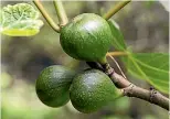  ??  ?? Lebanese figs are ripening up for the summer. It’s a race to beat the birds to them.