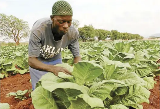  ??  ?? Contract growers constitute 96% of Zimbabwean farmers who planted tobacco this season.