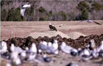  ?? Associated Press ?? ■ A pair of bald eagles watch over operations Jan. 6 at the Horry County Solid Waste Authority landfill in Conway, S.C. Thousands of gulls and dozens of bald eagles pick through tons of tossed-out food, garbage bags and seafood scraps from Myrtle Beach’s restaurant­s and subdivisio­ns. This abundance of food waste has become a massive wintertime feeding ground, sustaining birds native to South Carolina and as far away as Iceland through the colder months.