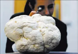  ?? Frank Augstein ?? The Associated Press Scientist Laura Martinez-suz examines the Calvatia Gigantea fungus, one of the biggest once also called puffball, at Kew Gardens’ fungarium Tuesday in London.