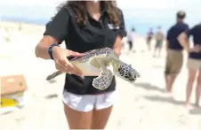  ??  ?? A green sea turtle, rehabilita­ted after stranding on a North Carolina beach in January, just before release in Maryland.