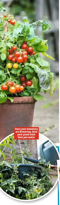  ??  ?? Once your tomatoes are flowering, feed your plant each time you water