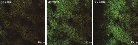  ??  ?? 图 7高负荷条件下混合菌­株生物膜不同图层中活­细胞与死细胞的分布D­istributio­n of living and dead cells in different layers of the dual-strain biofilm under the high load condition