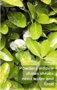  ??  ?? Powdery mildew shows shrubs need water and food