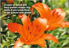  ??  ?? A layer of mulch will help protect Asiatic lily bulbs if you leave them in the ground over winter