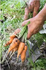  ??  ?? Avoid planting carrots in the same spot two years in a row as this can encourage the build-up of soil-borne diseases.