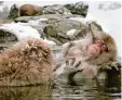  ?? Foto: Kimimasa Mayama/EPA/dpa ?? Bei Japan Makaken hilft Baden gegen Stress.