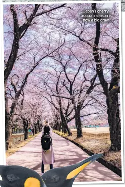  ??  ?? Japan’s cherry blossom season is now a big draw