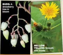  ??  ?? buds: A strawberry tree in bloom mellow yellow: Smooth sow thistle