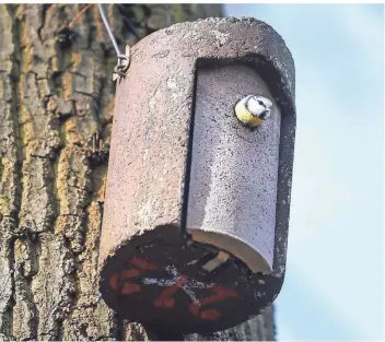  ?? FOTO: KIRA HOFMANN/DPA ?? Eine Blaumeise guckt aus einem Nistkasten (Symbolbild).