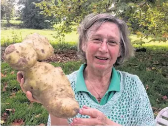  ??  ?? Sylviane de Chantérac a récolté une pomme de terre de presque 2 kg dans son potager.