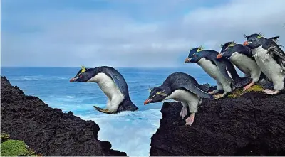  ??  ?? Un gruppo di «pinguini saltarocce» sulla costa di Marion Island, territorio antartico del Sudafrica nell’oceano Indiano