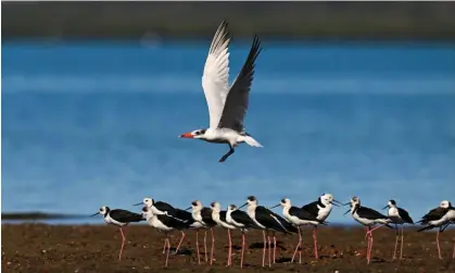  ?? Photograph: Dan Peled/The Guardian ?? The Ramsar-listed wetland is home to threatened species, such as the critically endangered eastern curlew.