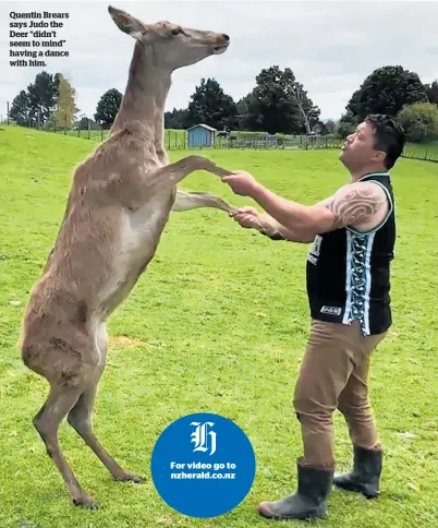  ??  ?? Quentin Brears says Judo the Deer “didn’t seem to mind” having a dance with him.