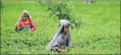  ?? AFP FILE ?? Women pluck tea leaves at a tea garden in Siliguri.