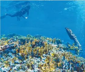  ?? INAH ?? El rescate se llevó a cabo en la Reserva de la Biósfera del Banco Chinchorro, en Quintana Roo.