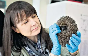 ??  ?? Hedgehog heaven: Jane gets to grips with six-week-old Tyrion at the East Sussex wildlife hospital