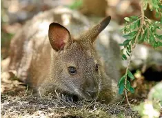  ??  ?? Wallabies turning up in unexpected places suggests they are being illegally released.