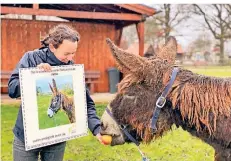  ?? FOTO: TIERPARK ?? Simone Raymann von der Stiftung „Jetzt Weeze“erlebte hautnah, wie zutraulich Eselin Halma bereits ist.