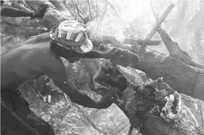  ?? Associated Press ?? ABOVE: Yao honey-hunter Orlando Yassene harvests honeycombs from a wild bees nest in the Niassa National Reserve, Mozambique. Humans and a wild bird species over centuries have learned to work together, adapt to each other culturally and geneticall­y...