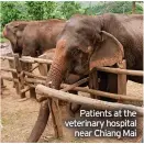  ?? ?? Channel 5, 9pm
Patients at the veterinary hospital near Chiang Mai