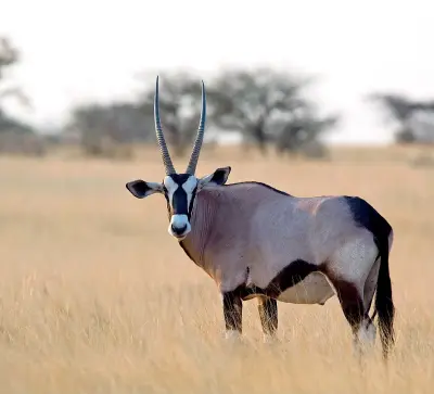  ?? ?? Maestoso Un orice, uno degli ungulati più eleganti della Namibia, con corna lunghe ed appuntite. Lo si incontra sulle dune rosse del Namib cosi come intorno alle pozze di Etosha