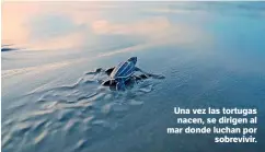  ??  ?? Roberto Barrios | La Estrella de Panamá
Una vez las tortugas nacen, se dirigen al mar donde luchan por sobrevivir.
Roberto Barrios | La Estrella de Panamá