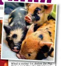  ?? ?? What a swine: l-r, Anton Du Pig, Katya and Claudia Winklepig