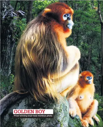  ??  ?? Prize-winning snub-nose monkeys photo GOLDEN BOY