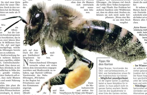  ?? FOTO: ALESSANDRO DELLA BELLA / DPA ?? „Keine Bienen mehr, keine Bestäubung mehr, keine Pflanzen mehr, keine Tiere mehr, keine Menschen mehr“, mahnte bereits Albert Einstein. Die Biene gilt als das wichtigste Nutztier der Menschheit.