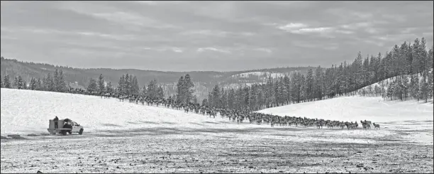  ?? The Associated Press ?? WENAHA WILDLIFE AREA: In this Jan. 18 photo provided by the Oregon Department of Fish and Wildlife, elk feed at the Wenaha Wildlife Area near Troy, Ore. Wildlife managers in seven states, including Oregon, in the U.S. West report severe weather this...