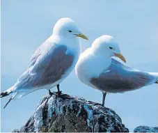  ?? Picture: RSPB. ?? Kittiwakes are among seabirds suffering due to climate change, a new report says.