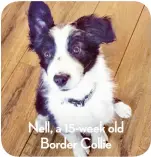  ?? ?? Nell, a 15-week old Border Collie