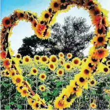  ??  ?? The sunflower ring and some of the wooden sculptures which will also feature at Rhossili.