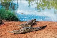  ?? Fotos (3): Tourism Western Australia, tmn ?? Australien Reisende können sich Gewässern nicht bedenkenlo­s nähern – oft leben darin Krokodile.