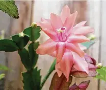  ?? Earl Nickel / via San Francisco Chronicle ?? Perhaps Christmas cactus should be renamed Thanksgivi­ng cactus since it blooms in late November or early December.