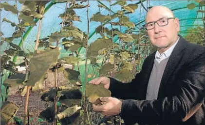  ?? VICENÇ LLURBA ?? Pere Farré, en la finca experiment­al de Coselva donde crecen 7.000 plantones del nuevo árbol