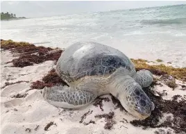  ?? ?? • Muchos de estos animales optar por regresar al mar sin poder anidar.